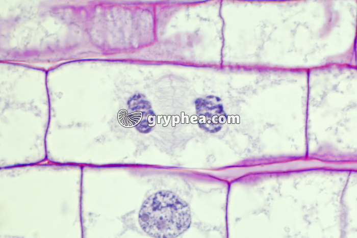 Racine de Blé - Cellule végétale en cours de division (mitose) : télophase x150 - gryphea.org